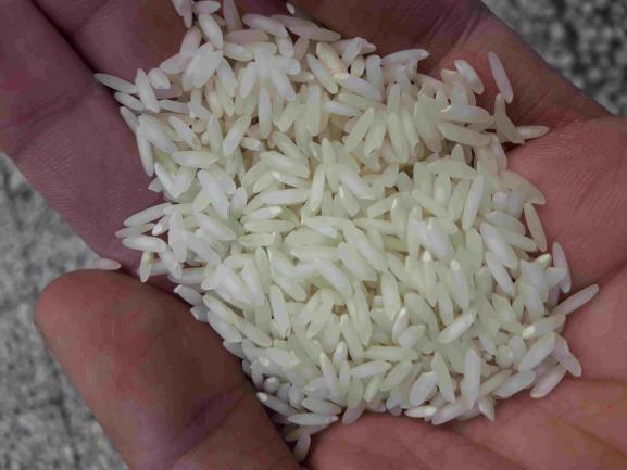 4 ویژگی برنج سرلاشه طارم هاشمی