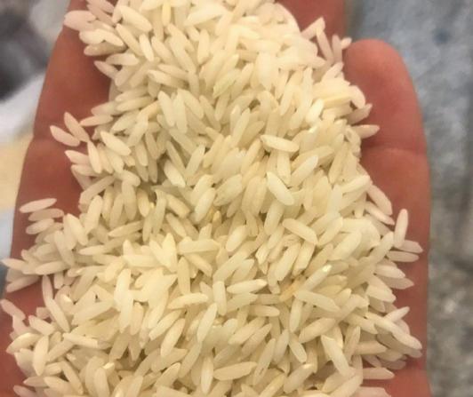 برنج کشت دوم امراللهی چیست؟