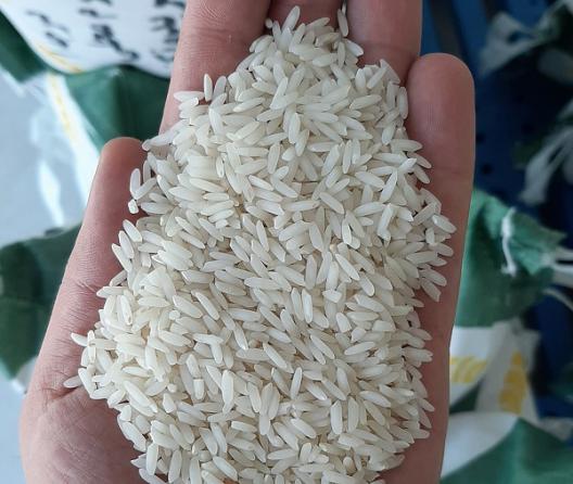 مشخصات برنج لاشه کشت دوم چیست؟