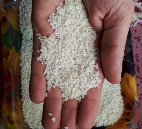 شناخت اولیه برنج نیم دانه شیرودی