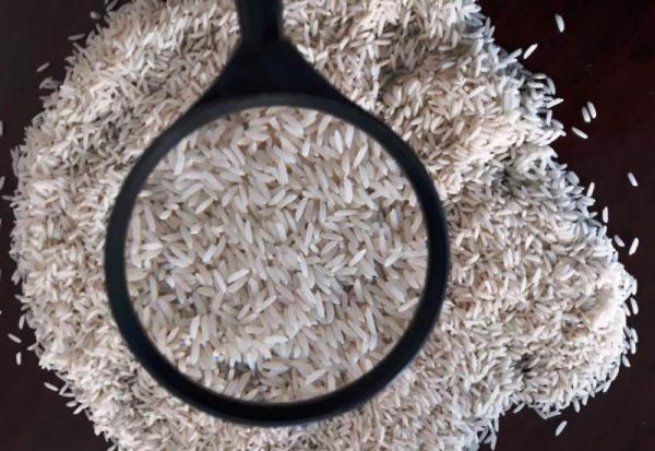 برنج نیم دانه پرمحصول چیست؟