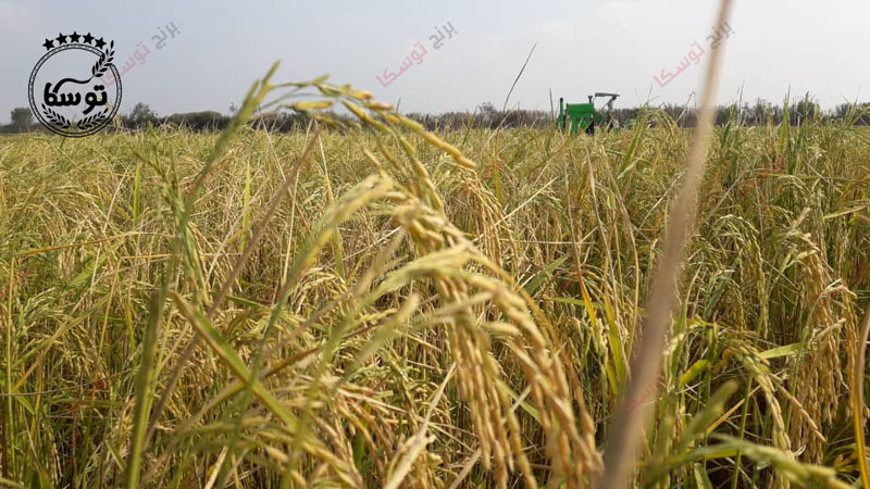 قیمت برنج شمال در سال جدید